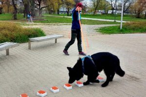 Nosework