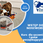 Wstęp do nosework – kurs online dla szczeniąt i psów początkujących.