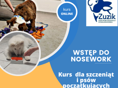Wstęp do nosework – kurs online dla szczeniąt i psów początkujących.