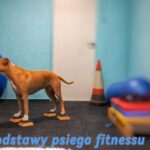 Podstawy psiego fitnessu