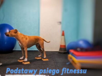 Podstawy psiego fitnessu